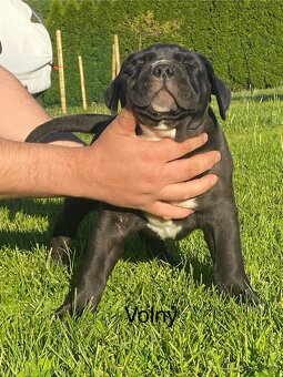 American Bully - 2