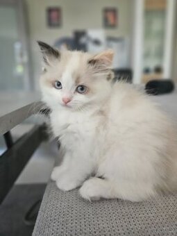 Ragdoll koťata - 2