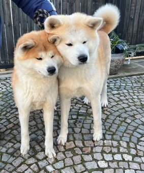 Akita inu - s rodokmenem FCI - 2