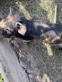 Kune Kune - 2