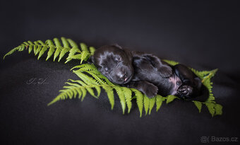 Flat coated retriever - 2