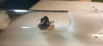 Mravenec dřevokaz (Camponotus ligniperda) - 2