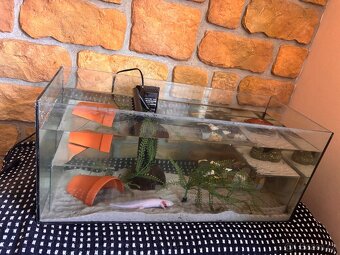 Axolotl - 2