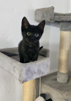 Fialka k adopci - kotě - 2