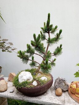 Borovice osinatá (Pinus aristáta) bonsai - 2