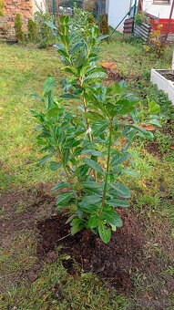 Bobkovišeň Novita - 2