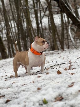 FENKA AMERICAN BULLY POCKET (ABKC,ABR) - 2