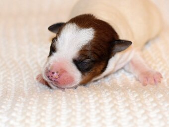 Jack Russel teriér s PP - 2