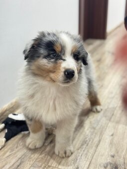 Australsky ovcak s PP - 2