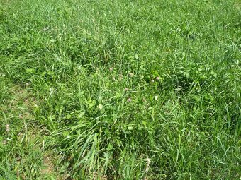 Prodám bio seno - 2