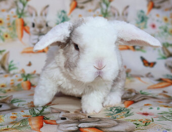 Zakrslí rex beránci . - 2