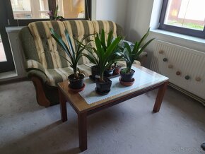 Krásné zdravé pokojové rostliny klívie - 2