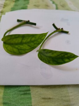 Epipremnum 2 druhy:Jade, Skeleton key - 2