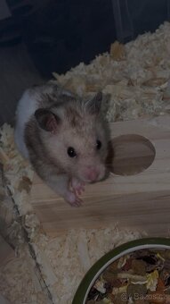 Křeček syrský pár - 2