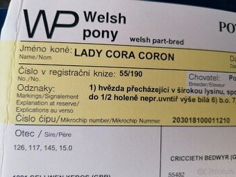 Prodám ponny kobylku - 2