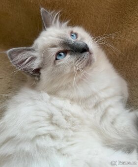 Ragdoll nádherné koťátko bez PP - 2