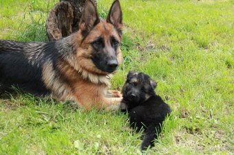 Německý ovčák - štěňata jen s PP - 2