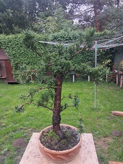 Bonsaj, bonsai  Tis Japonsky - 2