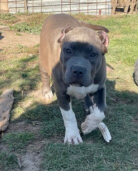 American Bully s PP - 2