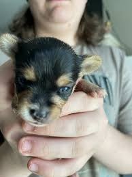 Křížené štěňátka - 2