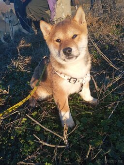Shiba Inú s PP Fci - 2