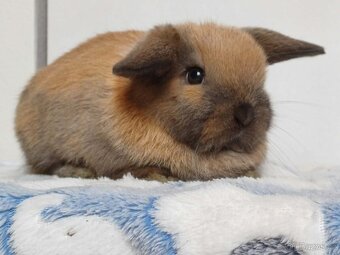 Minilop Samička Durynská - 2