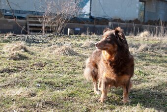 Fenka hledá domov - 2