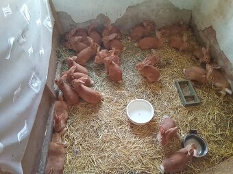 Burgundsky kralik - 2