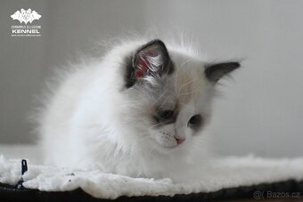 Ragdoll s PP – nádherná seal bicolor kočka na výstavy a chov - 2