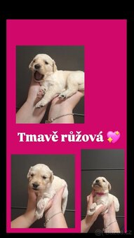 Zlatý retrívr štěně - fenka - 2