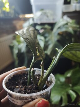 Monstera Karstenianum ( Peru ) č.3 - 2