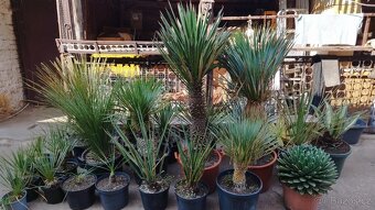 Yucca Rostrata - 2