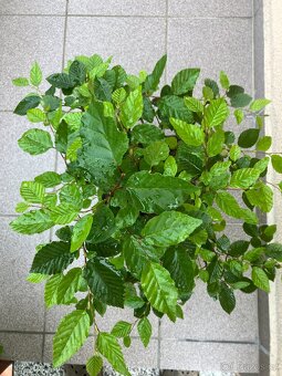 Bonsai, Bonsaj, jamadori, habr - 2
