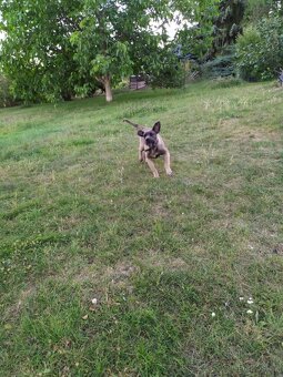 Cane corso - 2