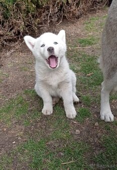 štěnátka Sibiřský Husky - 2