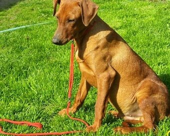 Německý pinč - štěňata s PP - 2