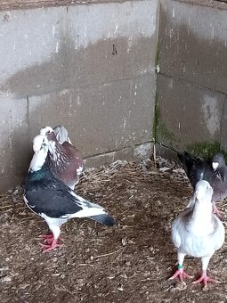 Německý výstavní holub - 2