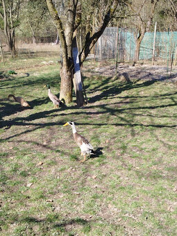 Indický běžec - 2