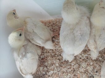 Prodám kuřata Sasexky - 2