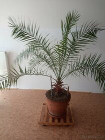 Monstera, ibišek, palma, juka, aloe, fikus, šeflera, dracena - 2