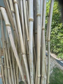 Bambusy - 2