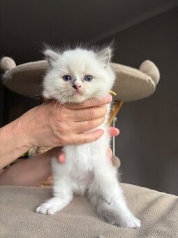 Ragdoll kotě s PP / Ragdoll s PP - 2