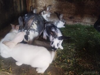 Králíci kříženci Hylla x Massyla 4 vrhy - 2