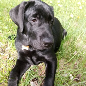 Labrador retriever - 2