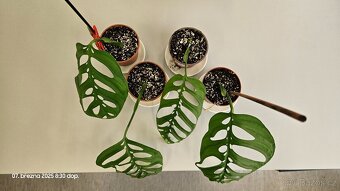Monstera esqueleto - 2