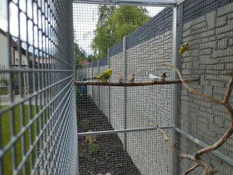 ZEBŘIČKA PESTRÁ - 2