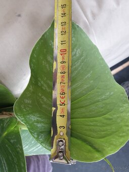Monstera Dubia - 2