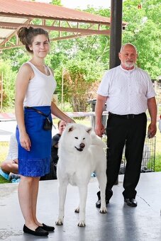 Akita Inu krycí pes s PP - 2