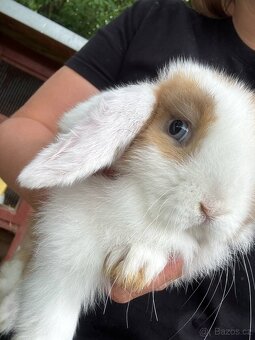 Mini Lop - 2