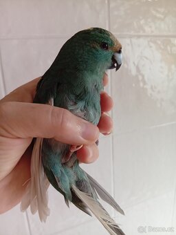 Kakariky samice - 2